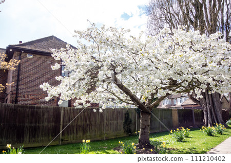 Full-blooming cherry blossoms and trumpet daffodils stand beside a red brick house under bright sunlight, a cityscape on the outskirts of London Full-blooming cherry blossoms and trumpet daffodils stand beside a red brick house under bright sunlight, a cityscape on the outskirts of London 111210402