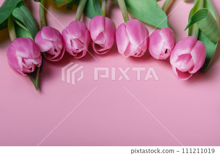 Pink and white tulips on pink background and copy space. 111211019