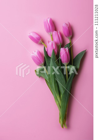 Pink and white tulips on pink background and copy space. Pink and white tulips on pink background and copy space. 111211028