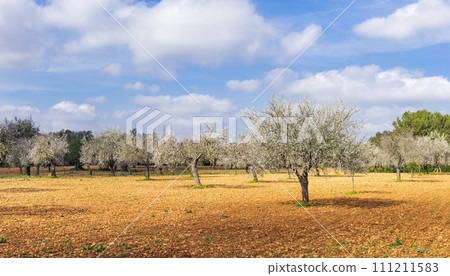 Blossoming Almond Trees Dotting the Golden Countryside Under a Cloudy Sky Blossoming Almond Trees Dotting the Golden Countryside Under a Cloudy Sky 111211583