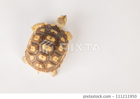 An isolated portrait of the sulcata tortoise, a patient and cute African reptile, highlights the beauty of its unique design and pattern against a white background. 111211950