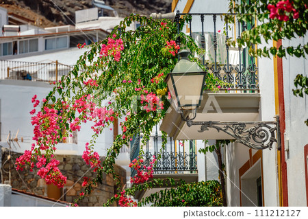 Bougainvillea flowers growing in the streets of Puerto de Mogan. Gran Canaria, Spain 111212127