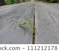 Mantis larva 111212178