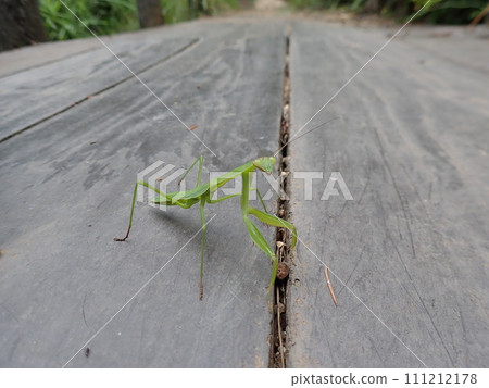 Mantis larva 111212178