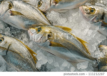 A whole fresh raw gilthead bream fish on ice in the showcase. Seafood delicacies A whole fresh raw gilthead bream fish on ice in the showcase. Seafood delicacies 111212287