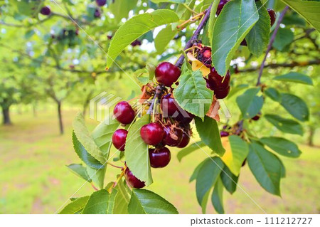 Sour cherries with leaf. Sour cherry tree. Sour cherry fruits hanging on branch 111212727