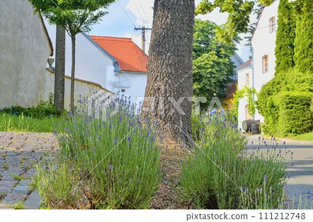 Close-up of levanders. Rustic background. Beautiful country scenery 111212748