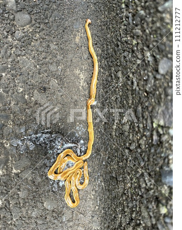 一種奇怪而令人厭惡的外來物種：吃蠕蟲和蛞蝓的巨型蝸牛 111212777