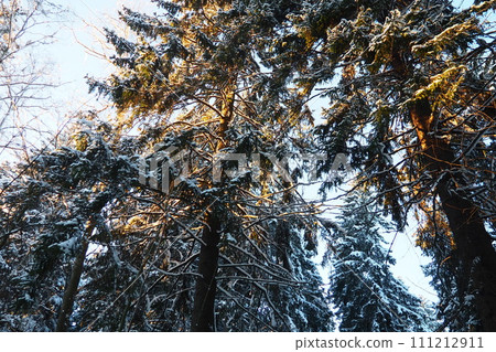 Spruce Picea is a coniferous evergreen tree of the Pine family Pinaceae. Evergreen trees. Common spruce, or Norway spruce Picea abies is widespread in northern Europe. Snowy winter coniferous forest. Spruce Picea is a coniferous evergreen tree of the Pine family Pinaceae. Evergreen trees. Common spruce, or Norway spruce Picea abies is widespread in northern Europe. Snowy winter coniferous forest. 111212911