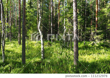 Taiga biome dominated by coniferous forests. Picea spruce, genus of coniferous evergreen trees in the Pine family Pinaceae. Russia, Karelia, Orzega. Dense forest. Terrible bowl. Wild deserted forest. Taiga biome dominated by coniferous forests. Picea spruce, genus of coniferous evergreen trees in the Pine family Pinaceae. Russia, Karelia, Orzega. Dense forest. Terrible bowl. Wild deserted forest. 111212978