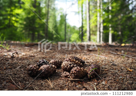 Pine or spruce cones lie on old dried up foliage and on pine needles. close-up. Forest path in a coniferous forest. Green trees in the background. The theme of ecology and forest conservation 111212980