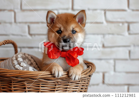 Cute Shiba Inu puppy with red bow in basket, rustic brick wall on background 111212981