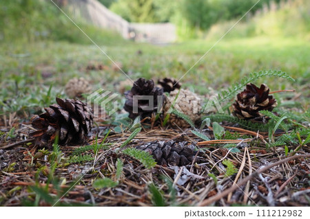 Pine or spruce cones lie on old dried up foliage and on pine needles. close-up. Forest path in a coniferous forest. Green trees in the background. The theme of ecology and forest conservation 111212982
