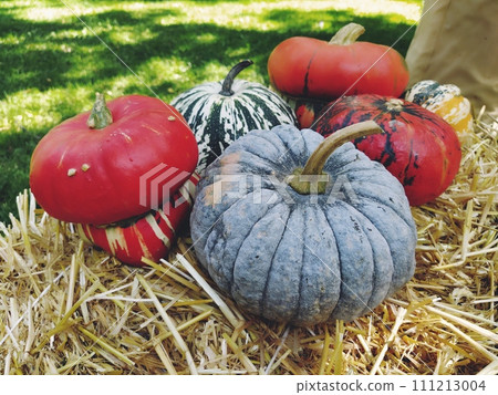 Gray pumpkin and several orange pumpkins on straw. Botanical variety of pumpkins. Vegetables zucchini and squash. Halloween symbol. Autumn harvest. Allhalloween, All Hallows Eve, or All Saints Eve 111213004