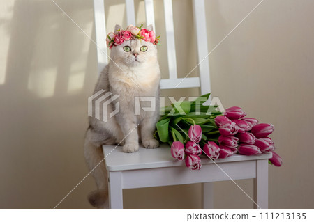 Adorable white cat in a crown of pink flowers, sits with bouquet of pink tulips. Adorable white cat in a crown of pink flowers, sits with bouquet of pink tulips. 111213135