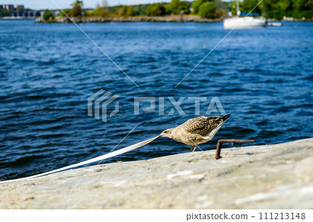 Larus canus. he common gull Larus canus. he common gull 111213148
