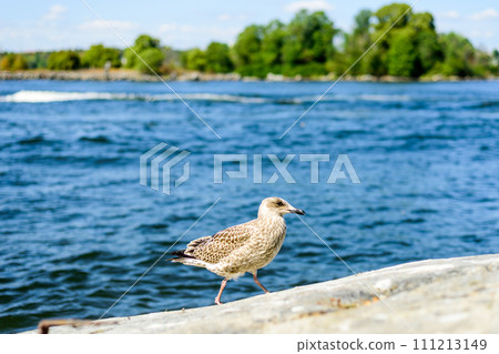 Larus canus. he common gull 111213149