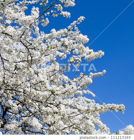 Cherry blossoms against the blue sky. Cherry blossoms against the blue sky. 111213165