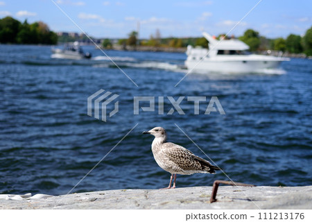 Larus canus. he common gull 111213176