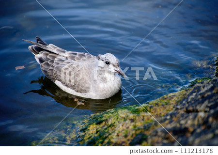 Larus canus. he common gull 111213178