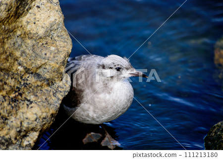 Larus canus. he common gull 111213180