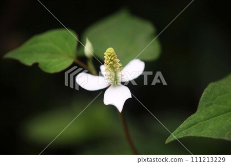 草藥花開 111213229