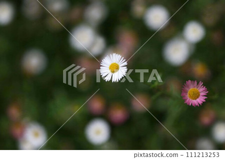 Erigeron white and red flowers Erigeron white and red flowers 111213253