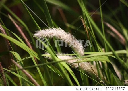 Chigaya flowers swaying in the breeze and blooming Chigaya flowers swaying in the breeze and blooming 111213257