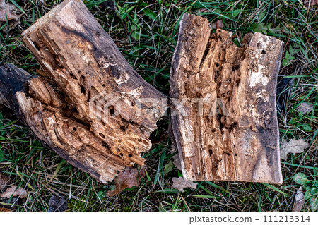 Tree Trunk Eaten By Insects. Natural old tree texture. 111213314