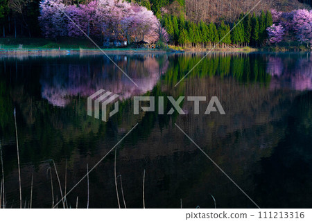 [Spring in Shinshu] Oyamazakura at Lake Nakatsuna [Nagano Prefecture] 111213316