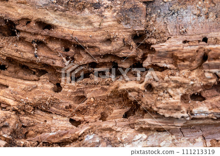 Tree Trunk Eaten By Insects. Natural old tree texture. 111213319