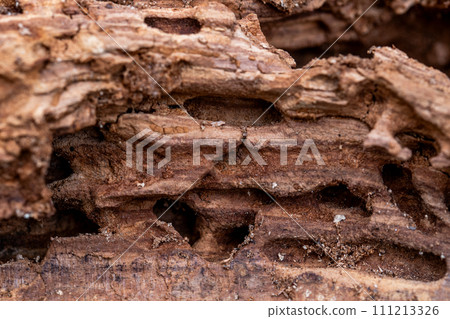 Tree Trunk Eaten By Insects. Natural old tree texture. 111213326