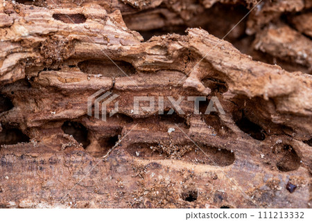 Tree Trunk Eaten By Insects. Natural old tree texture. Tree Trunk Eaten By Insects. Natural old tree texture. 111213332
