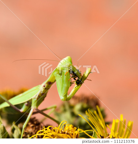 The female praying mantis devouring wasp The female praying mantis devouring wasp 111213376