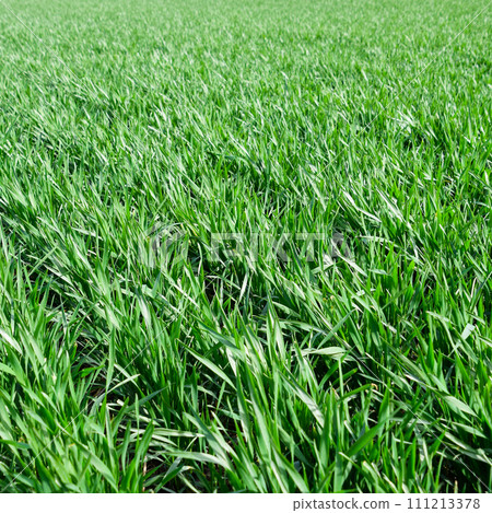 Spring winter wheat field Spring winter wheat field 111213378