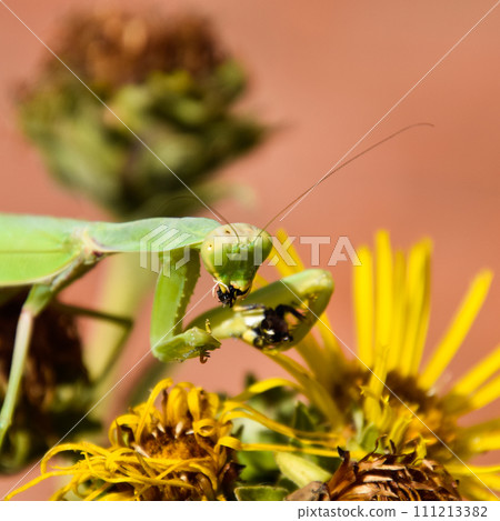 The female praying mantis devouring wasp 111213382