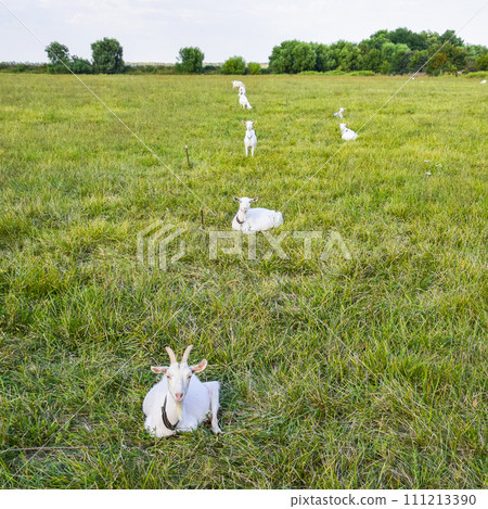 Goats grazing in the meadow Goats grazing in the meadow 111213390
