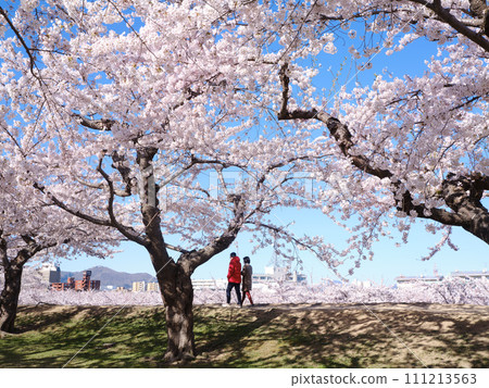 五棱郭公園的櫻花 111213563
