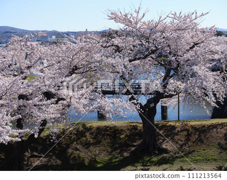 五棱郭公園的櫻花 111213564