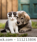 Puppy and kitten in a friendly photo AI-generated material 111213806
