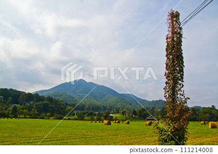 Vine-Covered Utility Pole Amidst Hay Bales in Tranquil Tennessee Countryside 111214008
