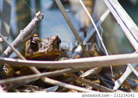Close-Up of Brown Frog in Natural Freshwater Habitat, Fort Wayne, Indiana 111214142