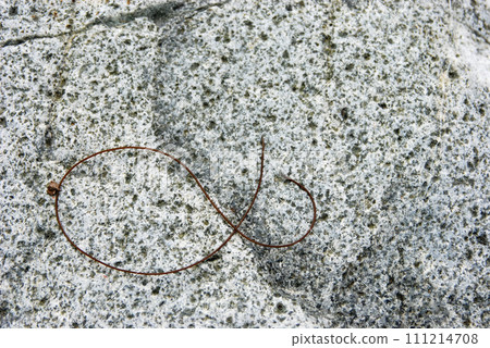 When I caught a yamame trout in the Nakatsugawa River in Tanzawa, a wire beetle came out from inside its body. 111214708