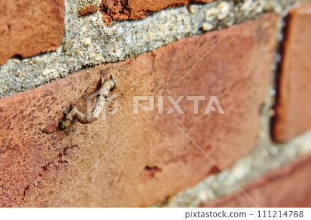 Inchworm Journey on Weathered Brick Wall, Close-Up Perspective Inchworm Journey on Weathered Brick Wall, Close-Up Perspective 111214768