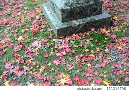 Autumn leaves season Fallen leaves of maple trees in the precincts of Bentendo, Takianji Temple in Minoh - 3 111214798