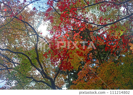 Autumn leaves season Mt. Minoh maple-45 Autumn leaves season Mt. Minoh maple-45 111214802