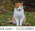 Stray cat 111214865