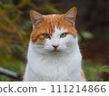 Stray cat 111214866