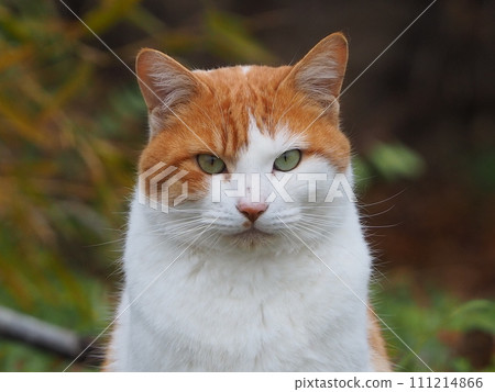 Stray cat 111214866