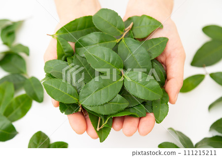 一手拿著許多綠茶葉 111215211
